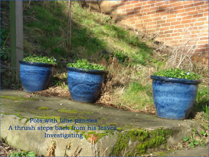 Blue Pots Haiku