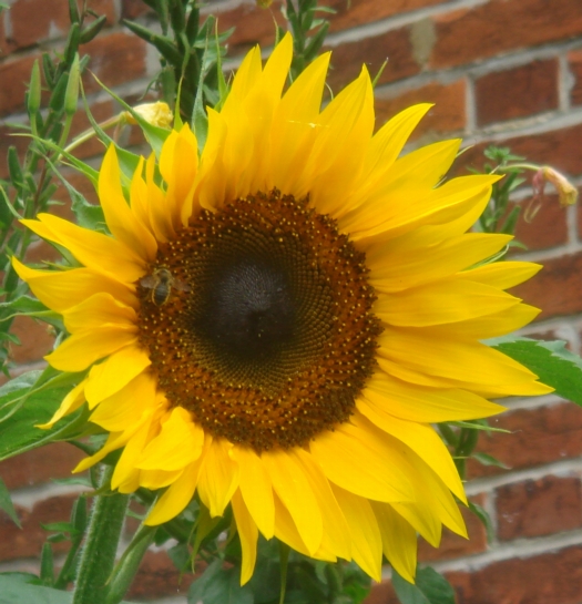Surviving Sunflower